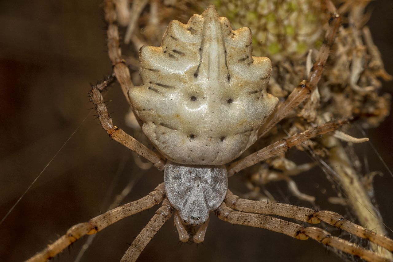 L''Argiope lobata